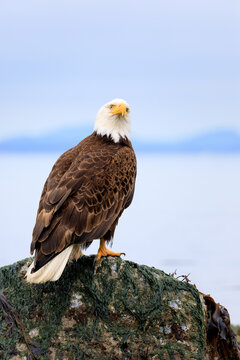 American bald eagle on rock overlooking the ocean, looking upward