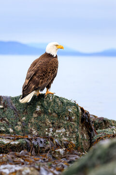 American bald eagle on seaweed-covered rock overlooking the ocean, mountains in the distance