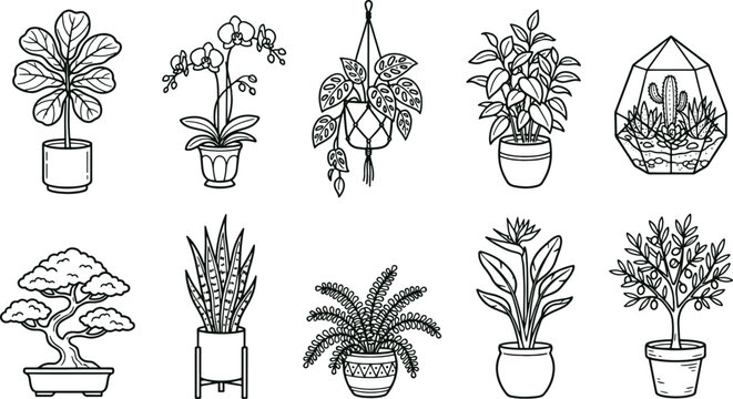 Set of black and white line of indoor plants, including fiddle leaf fig, orchid, hanging plant, snake plant, bonsai, and cactus