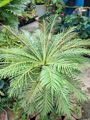 Cycas Revoluta (pakis haji, Cycas revoluta, Sotetsu, sago palm, king sago, sago cycad, Japanese sago palm) in the garden. This is also called kungi (comb) palm in Urdu speaking areas © Nung