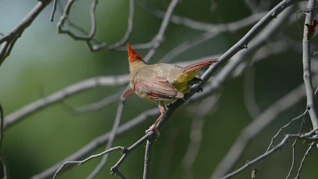 Femail cardinal on branches