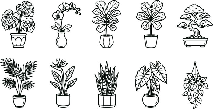 Set of indoor house plants in pots, including monstera, orchid, fiddle leaf fig, bonsai, palm, and hanging ivy, black and white line