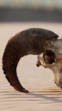 A ram skull is placed on a flat surface. The horns are curved and rough. The background is blurred, showing natural light. The scene appears normal and simple.