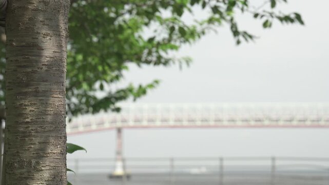 手前の木の幹と、背景に白くボケる海沿いの鉄橋（プロムナードの風景）