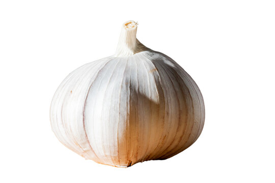 garlic bulb isolated on transparent background