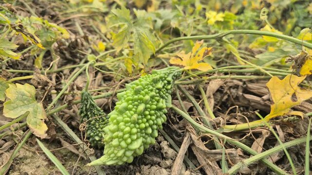 Fresh Bitter Gourd Growing On Plant With Yellow Leaves