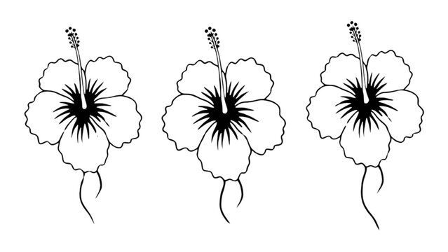 Three stylized black and white flowers with stems and roots illustration