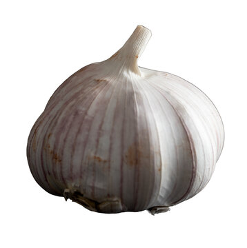 garlic bulb isolated on transparent background