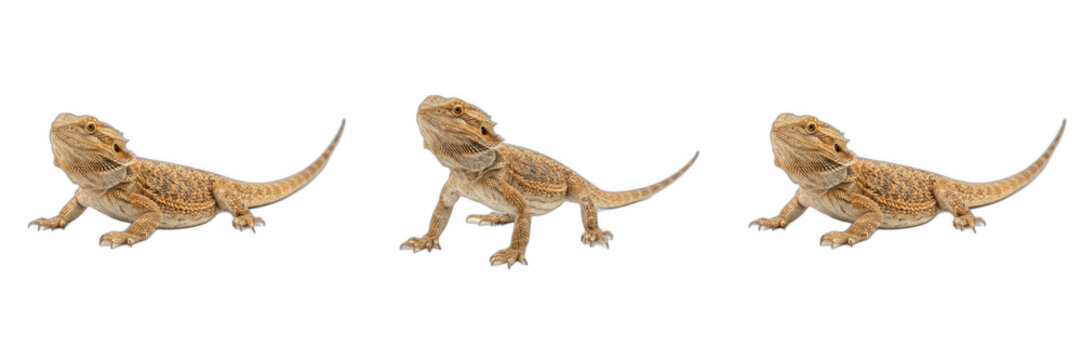 Set of Bearded Dragons Isolated on White Background, Close Up Portrait of Exotic Pet Lizards, Wildlife Photography for Educational Projects, Detailed Reptile Skin Texture, Natural Animal Behavior and 