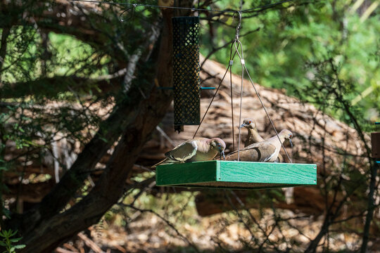 Mourning doves (Zenaida macroura) eating at a bird feeder in a tree.