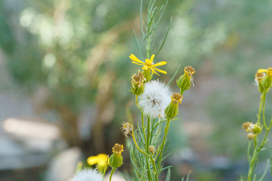Threadleaf Ragwort (Senecio flaccidus) plant and flower and white seed head close-up