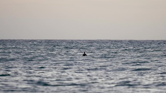 Horizontal image of a Brown Pelican (Pelecanus occidentalis) floating on the sea while gentle waves move around it along the coast of La Guajira, Colombia. The scene captures the dynamic interaction b