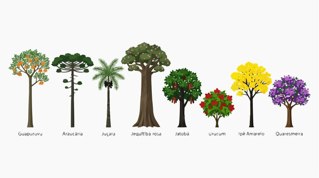 Vector set of key Atlantic Forest trees