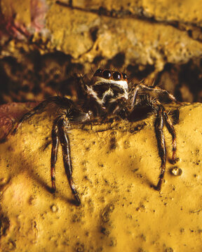 Jumping spider with large eyes staring forward on golden textured rock