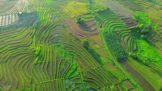 Aerial view of lush green rice terraces in Kemumu, featuring intricate patterns of paddy fields and agricultural land in Arma Jaya, Bengkulu, Indonesia.