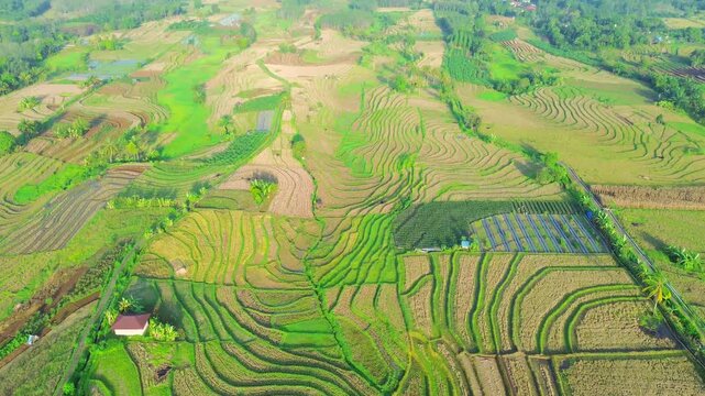 Aerial view of Kemumu rice terraces with lush green patterns and irrigation channels in the rural landscape of Arma Jaya, Bengkulu, Indonesia.