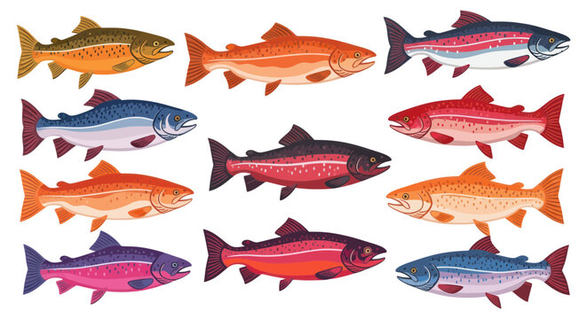 Salmon and trout species collection in vibrant colors