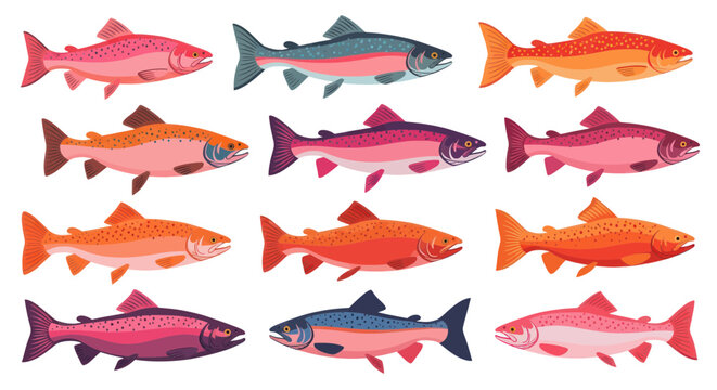 Salmon and trout fish species collection in vibrant colors