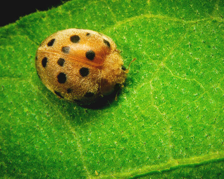 Orange ladybird beetle with black spots resting on green leaf surface