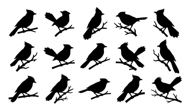Elegant Blue Jay Silhouette Collection with Perched Bird and Tree Branch Vector Icons