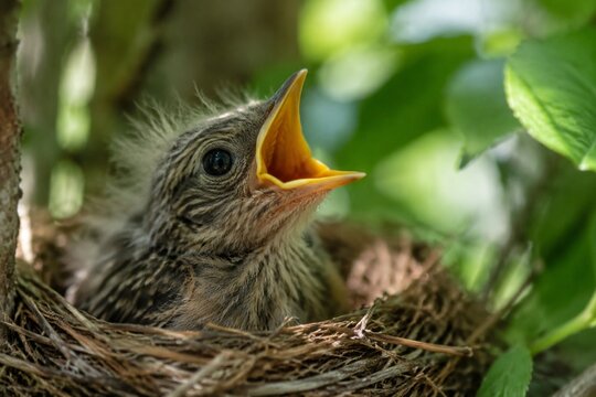 A small bird chick in a nest with its beak open wide.