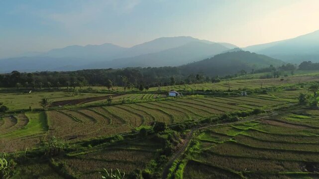 Aerial view of lush green terraced rice fields in the rural landscape of Kemumu with distant mountains under a soft sky in Arma Jaya, Bengkulu, Indonesia.