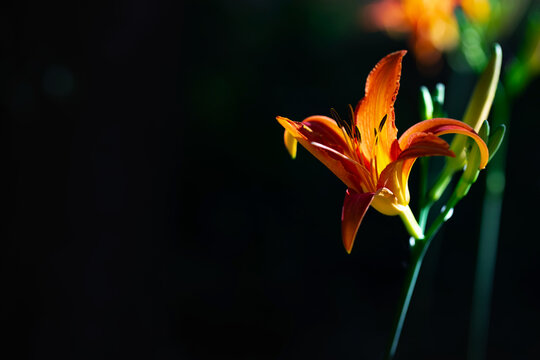 Vibrant orange daylily flower blooming with dark copy space background