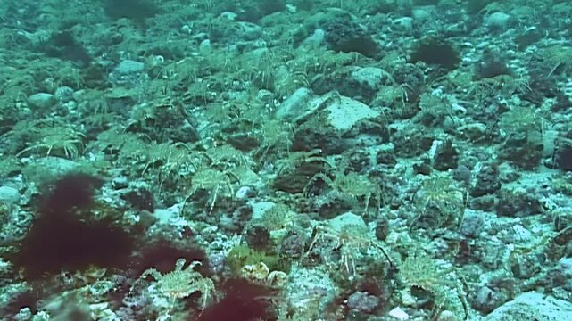 Witness the spectacular migration of countless large red King Crabs, Paralithodes Camtschaticus, traversing the rugged seabed in the frigid Arctic waters. A powerful natural phenomenon.
