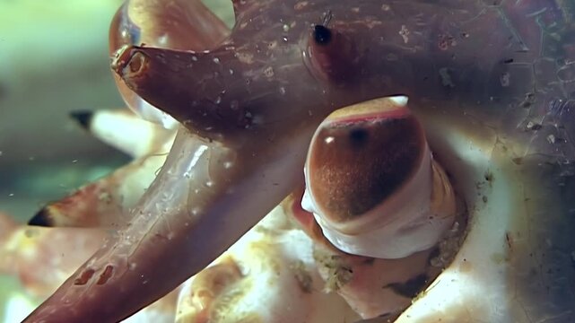 Intimate look at magnificent Red King Crab, Paralithodes Camtschaticus, within its icy Arctic ocean realm. Observe its textured carapace and expressive eyes, reflecting timeless mystery of deep.