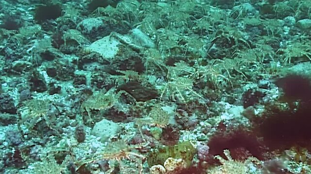 A remarkable migration of large red King Crabs unfolds on the Arctic seabed. These magnificent crustaceans journey through the cold, deep waters in a timeless natural event.