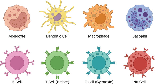 Immune system white blood cells diagram showing monocytes lymphocytes macrophages and basophils