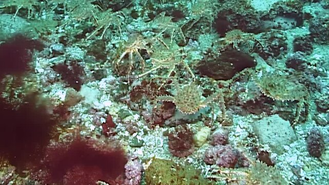 A legion of large red King Crab Paralithodes Camtschaticus undertakes a profound migration.
