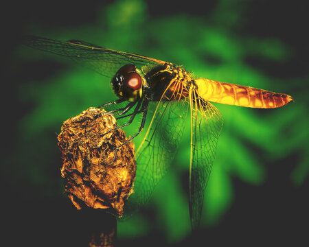 Golden dragonfly perched on dry branch with transparent wings spread