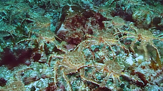Witness the incredible migration of large red King Crabs, Paralithodes Camtschaticus, journeying across the frigid Arctic seabed. These magnificent crustaceans move through cold, deep waters.