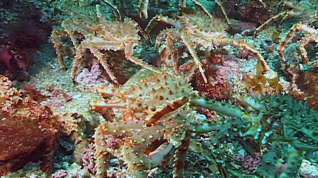 A wondrous migration of giant Red King Crabs unfolds across the vast, cold seabed of the Arctic, a breathtaking spectacle of nature's rhythm.