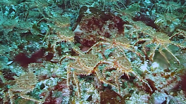 Witness an astonishing migration of large red King Crabs, Paralithodes camtschaticus, moving across the cold Arctic seabed. A vast crustacean army advances through the frigid, deep waters.