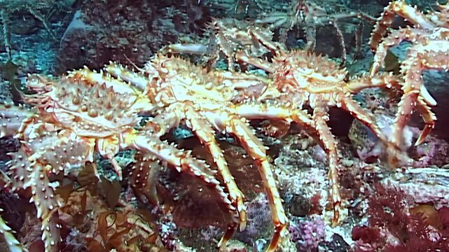 Majestic Red King Crabs, Paralithodes Camtschaticus, undertake a grand migration across the Arctic seabed. Watch their silent march through the ocean's chilling depths.