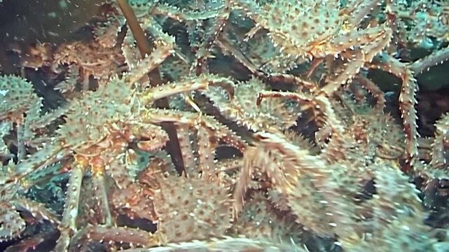 A grand migration of countless large red king crabs