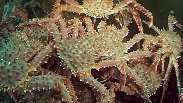 Large Red King Crabs Paralithodes Camtschaticus undertake a massive annual migration across the cold Arctic seabed, a stunning natural spectacle in the deep.