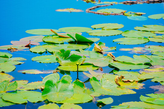 landscape of Lake Wales is a historic city in Polk County, Florida, highest point of Florida