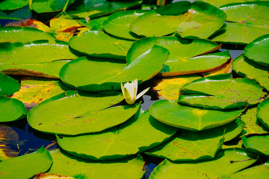 landscape of Lake Wales is a historic city in Polk County, Florida, highest point of Florida