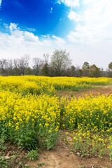 Fototapeta premium Yellow rape flowers in countryside in the background