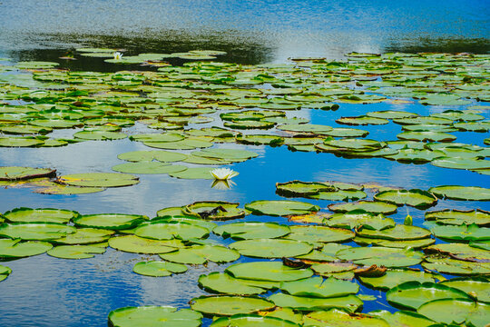 landscape of Lake Wales is a historic city in Polk County, Florida, highest point of Florida