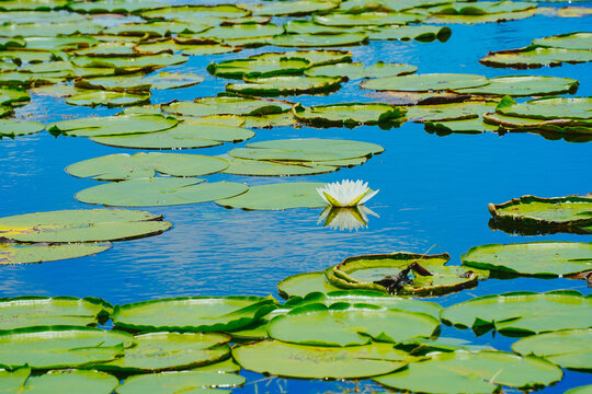 landscape of Lake Wales is a historic city in Polk County, Florida, highest point of Florida