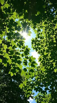 Low angle view of lush green maple tree leaves against a clear blue sky with sunburst