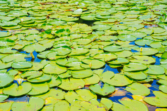 landscape of Lake Wales is a historic city in Polk County, Florida, highest point of Florida
