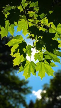 Low angle view of vibrant green maple leaves against a clear blue sky with sun flare