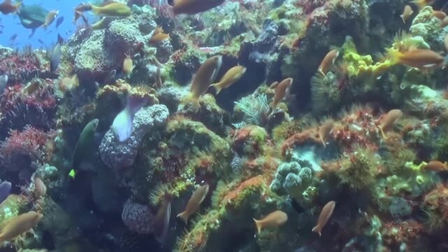 A captivating underwater world teems with life. Schools of brilliant fish dart through intricate coral formations. A graceful sea turtle glides serenely past colorful marine flora under sunlit depths.