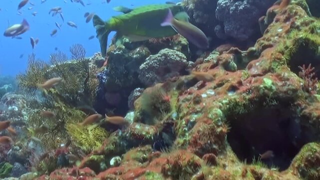 Vibrant marine life thrives on a magnificent coral reef. Colorful parrotfish and schools of anthias navigate the sunlit underwater landscape, a diver exploring the oceanic wonderland.