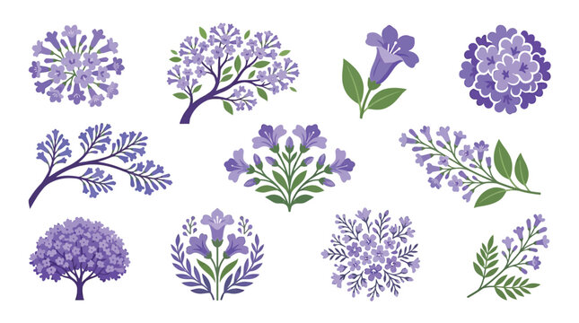 Collection of purple jacaranda flowers and branches, isolated on white background.